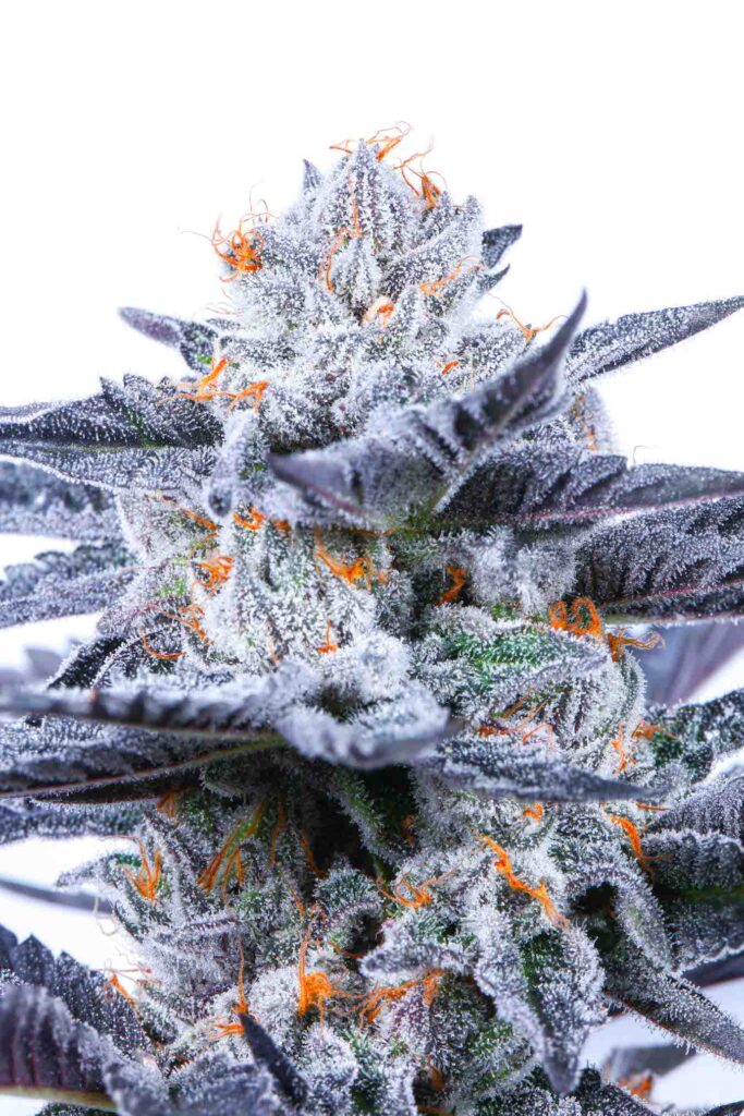 marijuana vape pens for sale