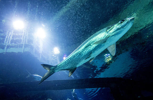 free fun casino games online no downloads