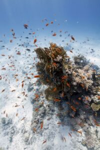 jugar tragamonedas gratis sin registrarse book of ra