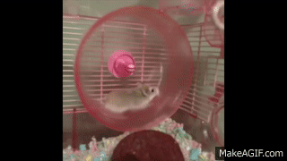 Spinrise Promo-Codes