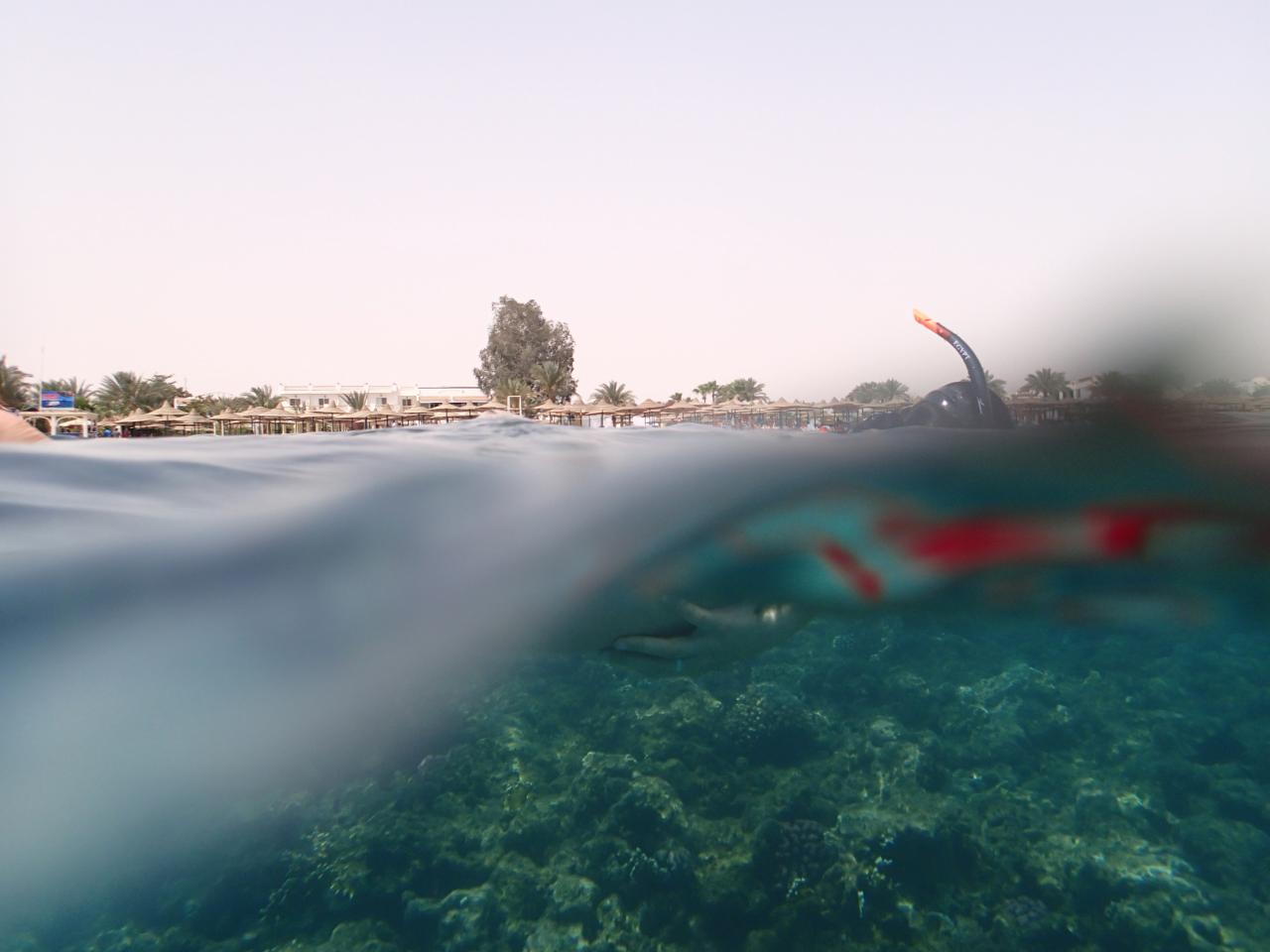 Juega dolphins pearl deluxe en línea